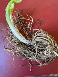 Хоста "БИЧ БОЙ"